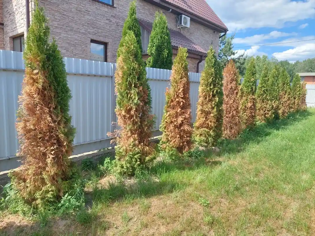 Весенний ожог Туй в г. Красногорск