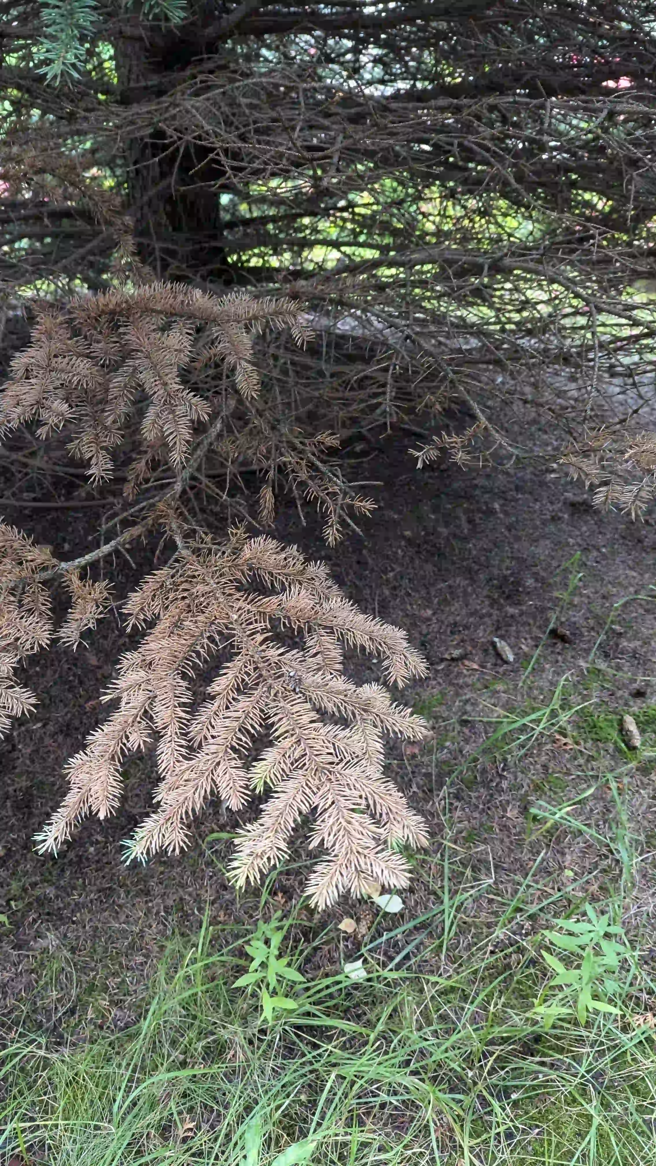 Болезни нижнего яруса в г. Красногорск